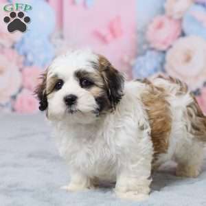 Mindy, Teddy Bear Puppy